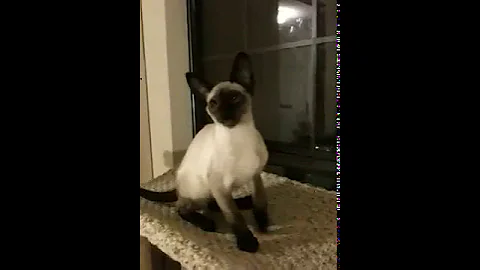 Video 6806791: siamese oriental kittens