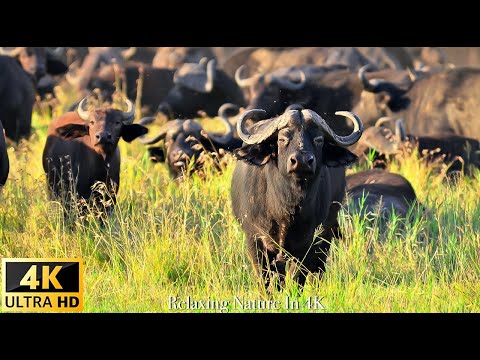 4K Wildlife/4K TV: Namibia Wildlife in 4K -  Relaxing Music and Nature Sounds 4K TV