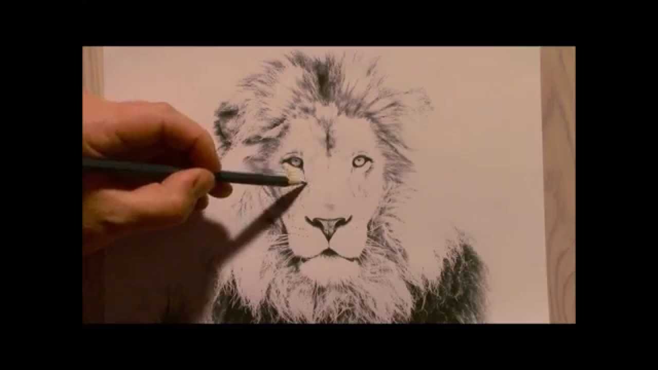 Realistic lion drawing. How to draw a lion. Lion drawing. - YouTube