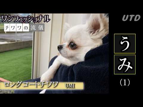 Chihuahua Style] One-year-old Chihuahua sticks to being a