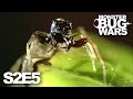 MONSTER BUG WARS | Murderous Intent | S2E5