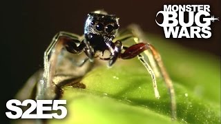 MONSTER BUG WARS | Murderous Intent | S2E5