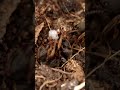 La gran batalla de la corteza, pt 5 y final #shorts #viral  #hormigas  #curiosidades