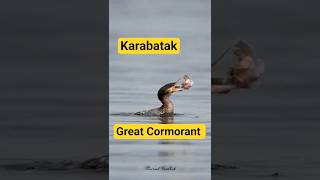 Kurbağa Balığını Yakaladı Karabatak Great Cormorant Nikon Z6 Ii Trabzon