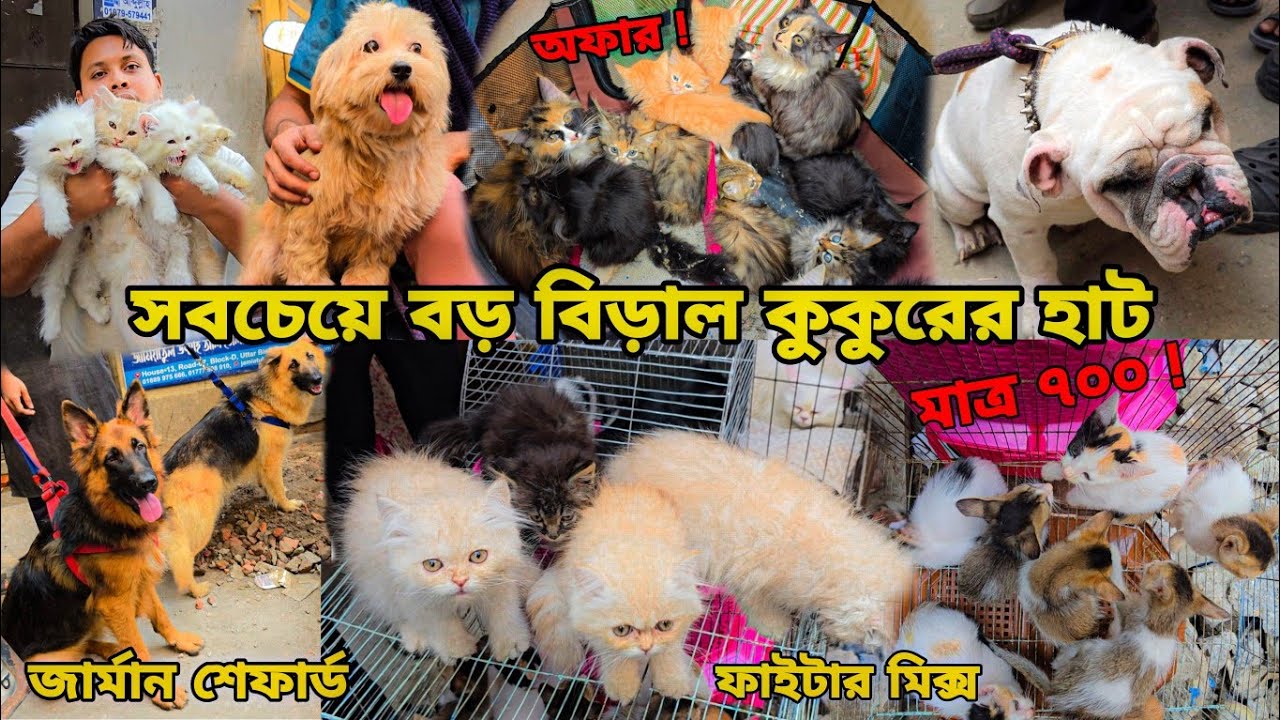 Самый большой рынок собак и кошек в Дакке | Цена на собак в Бангладеш 🇧🇩 Цена на кошек в Бангладе...