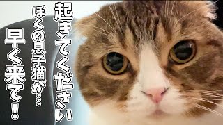 パパ猫に叩き起こされて後ろをついて行ってみたら息子猫がこんなことに…w