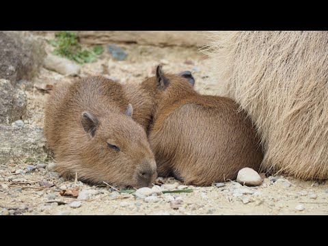 Capybara on Air 【柚原いづみ / ななしいんく】