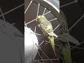 Cute Budgerigar on Bike Wheel 🐦😄 | Funny Parrot Moments | Birds Empire PK #Shorts