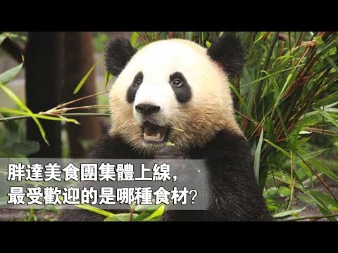 《熊貓主題趴》胖達美食團集體上線，最受歡迎的是哪種食材？ | iPanda