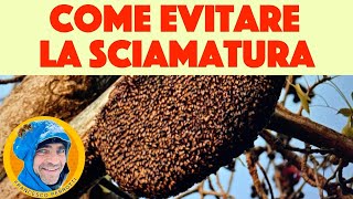 11 apicoltura: 2 tecniche per evitare la sciamatura. Istruzioni principiante ( 2021 )