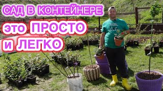 видео: РОЗА И ЕЁ СВИТА | или как организовать правильную посадку роз в кашпо! картинка: РОЗА И ЕЁ СВИТА | или как организовать правильную посадку роз в кашпо!