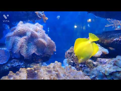 most beautiful fish and underwater relaxation