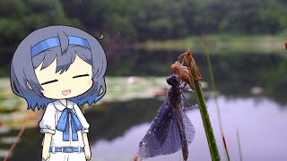 【CeVIO写真】息抜きスナップショット＿35枚目【チョウトンボの羽化】