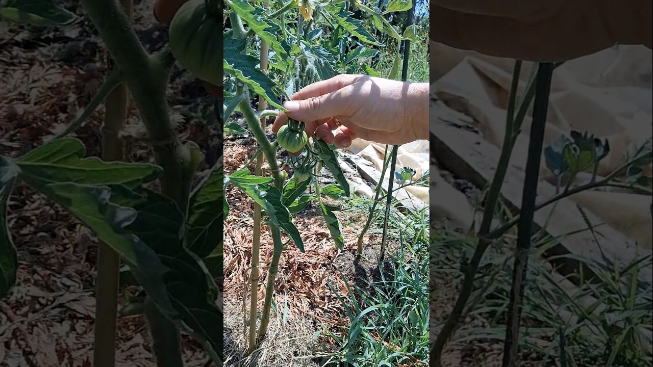 Tomate gallego por excelencia: de la huerta de Ourense #tomate #galiciacalidade #huerto #huerta