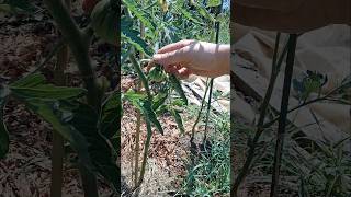 Tomate gallego por excelencia: de la huerta de Ourense #tomate #galiciacalidade #huerto #huerta