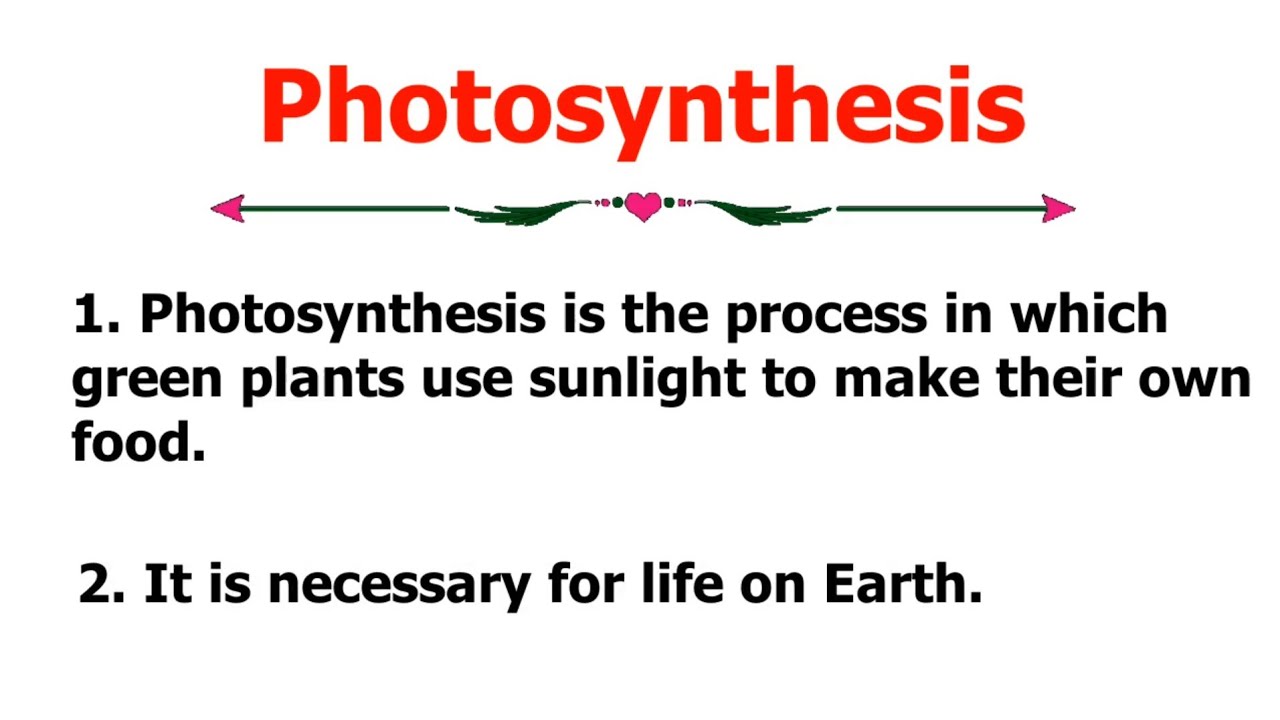 essay photosynthesis