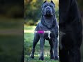 Facts about Cane Corso dog breed! #CaneCorsoTraining#CaneCorsoProtection#CaneCorsoGuardDog#CaneCorso