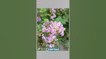 Oppo Reno10 5G: Camera Samples #gadgets360 #smartphone