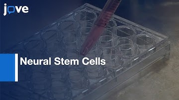 Neural Stem Cells Induction from  Peripheral Blood HSCs | Protocol Preview