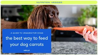 Can Dogs Eat Carrots? Why We'Re Rooting For This Root Vegetable – The  Native Pet