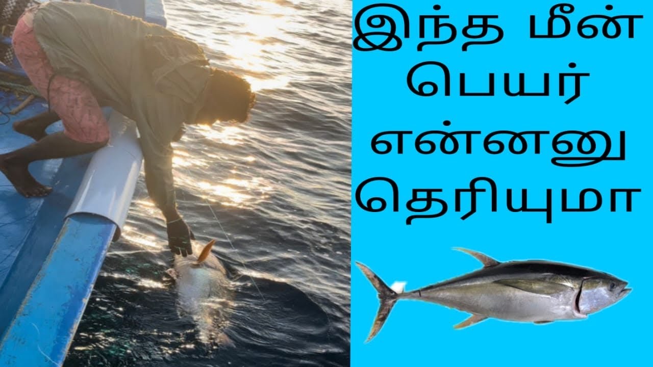 Catching Blubber lip snapper (big) fish at deep sea 