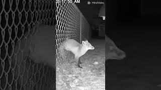 Ree Emocionante Salvan A Un Zorro Atrapado En Una Valla Metálica