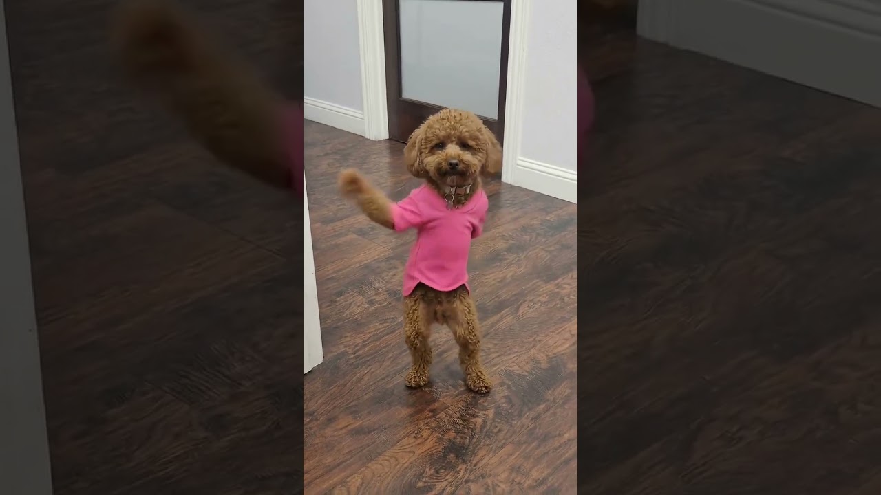 Cute puppy dancing ❤️ #cute #petsshorts #puppy