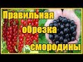 Как вырастить крупную смородину / Секреты правельной обрезки черной и красной смородины