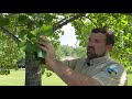 Ask the Arborist: Tree Identification 101