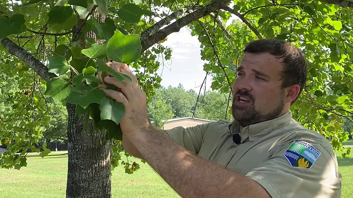 Tree Identification | Ask the Arborist - DayDayNews