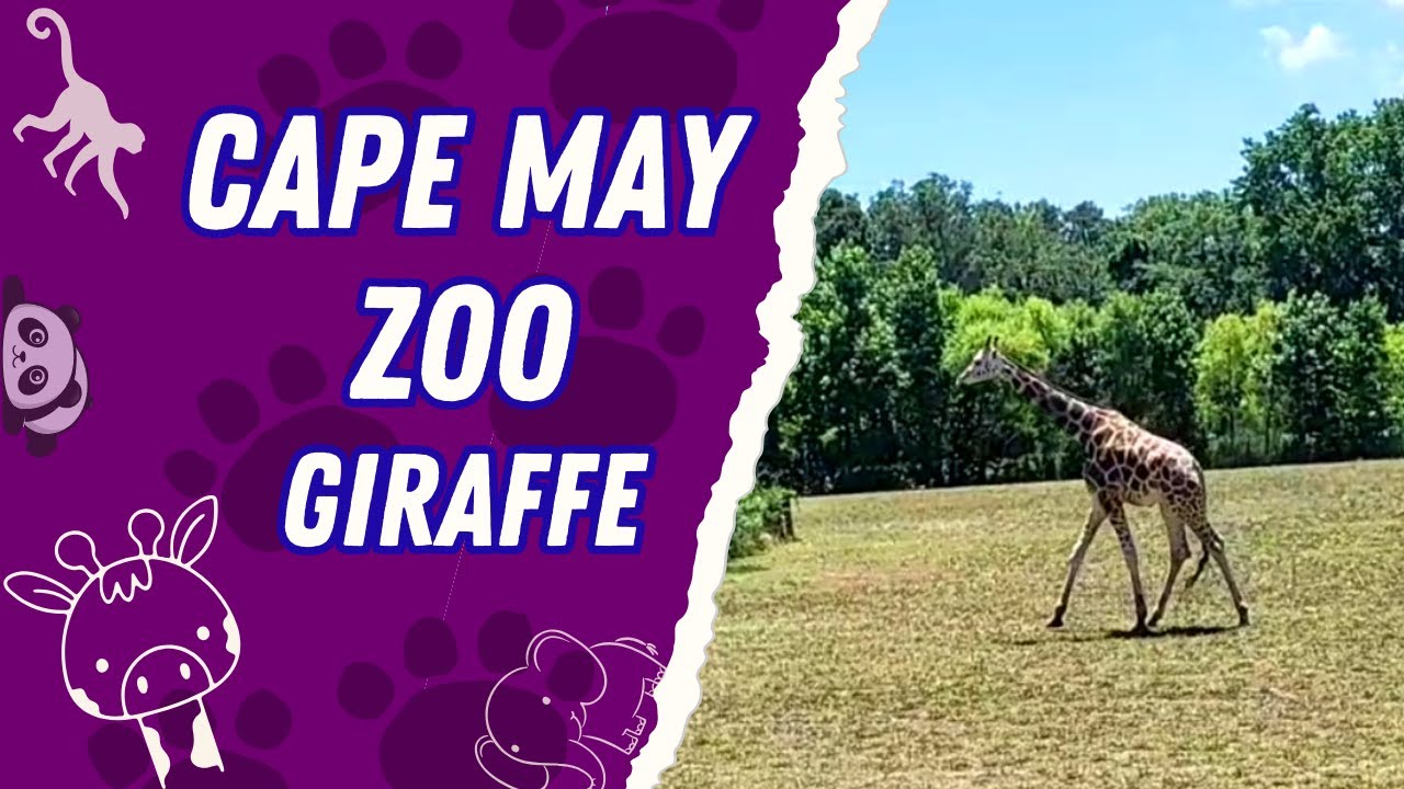 🦒 Cape May Zoo Adventure Watching a Majestic Giraffe in Motion 
