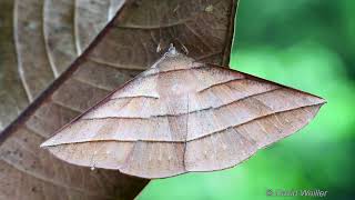 Moth Mimicking a Dead Leaf | Watch it Move Away at The End