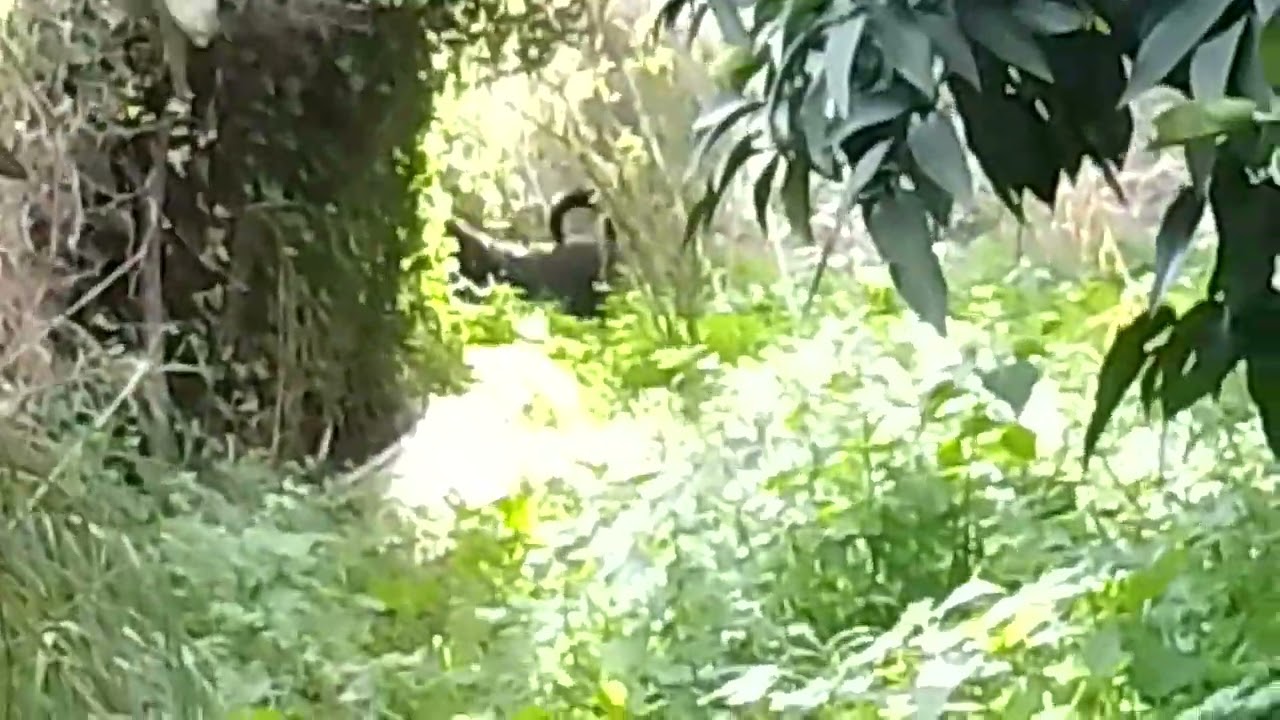 Mr.Mimi interaction with friends. Safe, supervised 