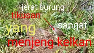 jerat burung tikusan alis putih yang sangat  menjeng kelkan