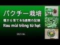 パクチー栽培 | 種から育てる5週間の記録 | Rau mùi trồng từ hạt