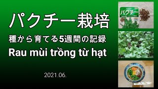パクチー栽培 | 種から育てる5週間の記録 | Rau mùi trồng từ hạt