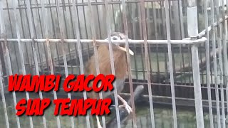 WAMBI GACOR SIAP CARI LAWAN.. WAMBI BIRAHI FUL EMOSI