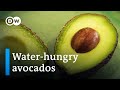 Portugals avocados green gold or ecological nightmare  dw documentary