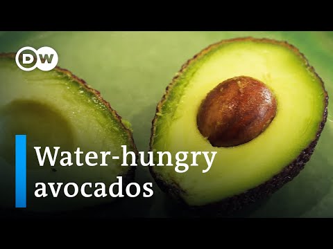 Video: Avocado Leaf Disease - Informasjon om algebladflekker av avokado