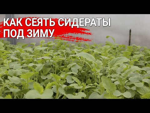 Как сеять сидераты под зиму