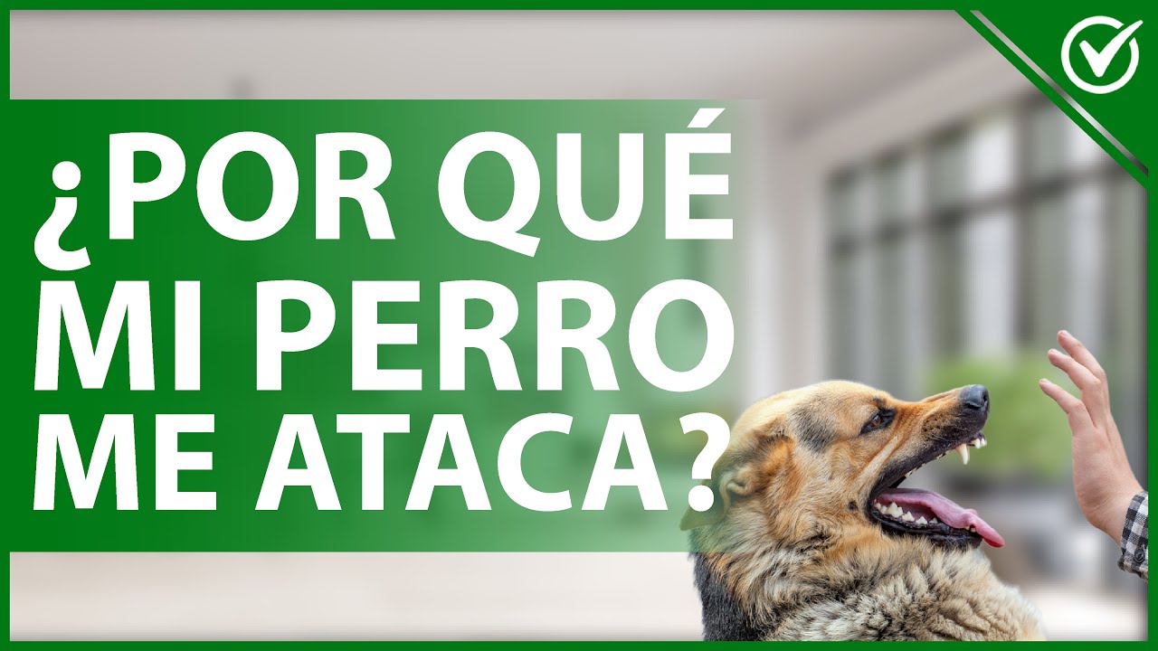 🐩 ¿Por qué mi PERRO me ataca sin razón alguna? - Causas y cómo