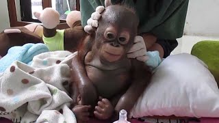 Baby Orangutan Neglected in Chicken Coop is Rescued and Cared for by Lifessence 161 views 2 years ago 1 minute, 14 seconds