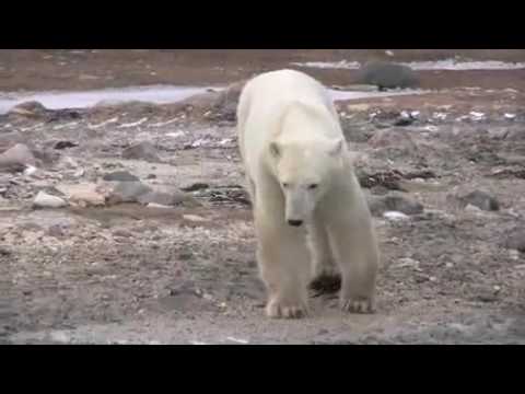 I Wish I Was A Polar Bear Video
