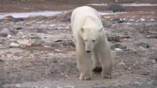 Watch Ted  Francis I Wish I Was A Polar Bear video