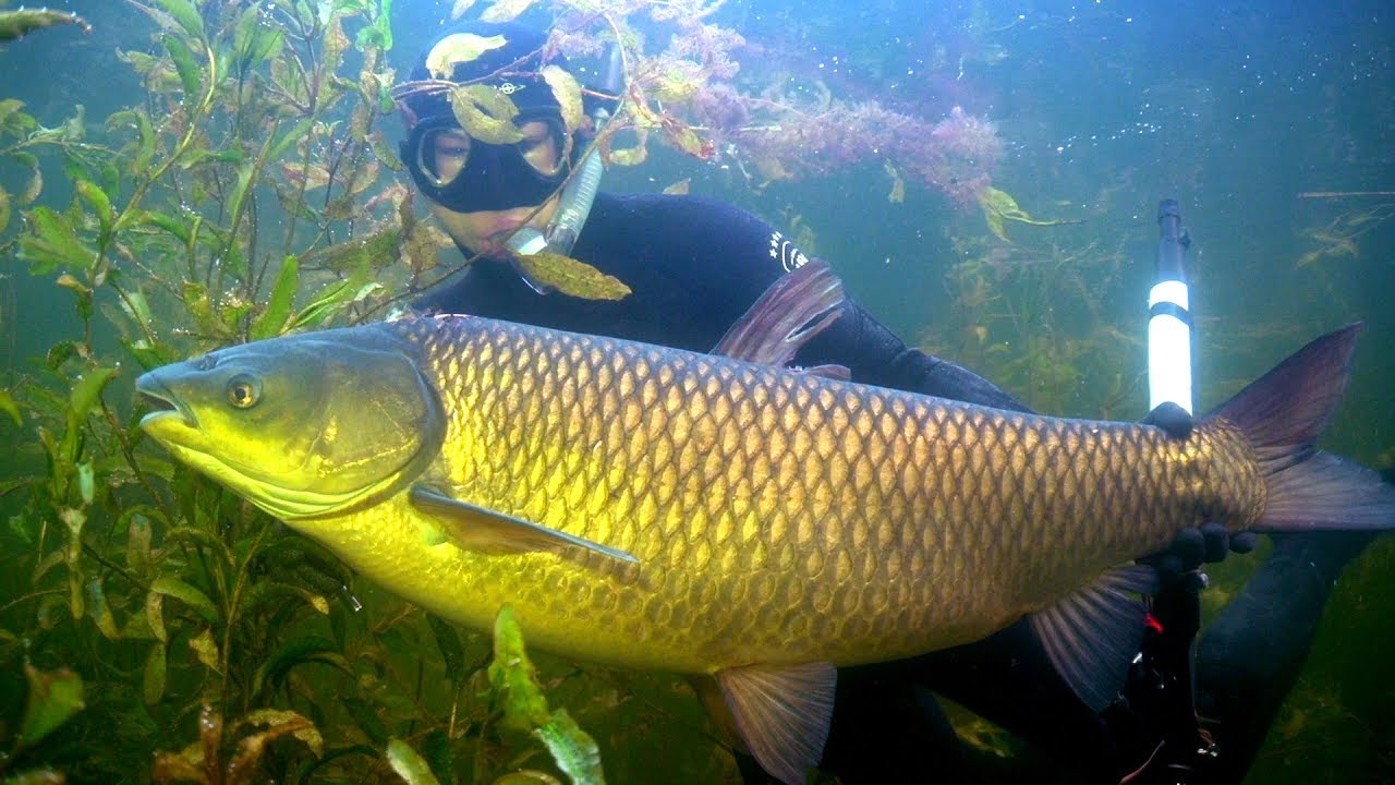 Подводная охота на Балхаше. АМУР 20 кг. - YouTube