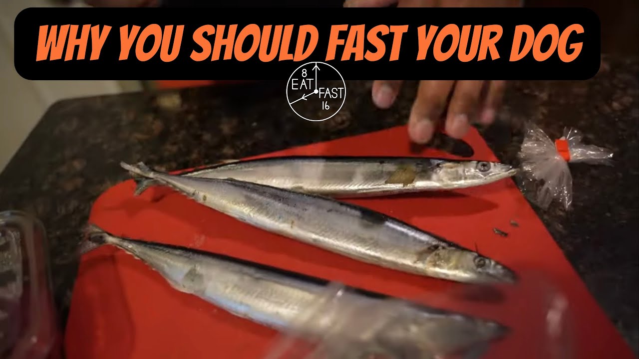 Fasting The Dogs YouTube fasting-the-dogs-youtube