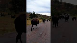 Bison Jam at Custer State Park