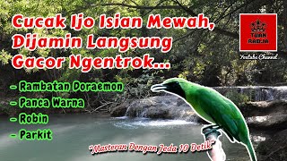 Cucak ijo isian mewah, dijamin langsung gacor ngentrok | masteran dengan jeda 10 detik