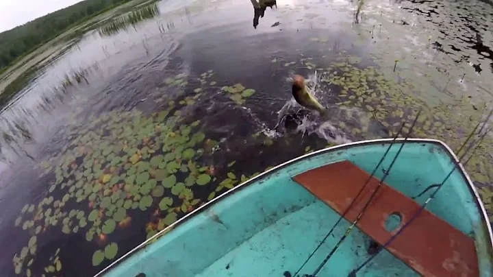 FEARLESS bass attacking topwater frogs beside the boat!  frog fishing pt 2