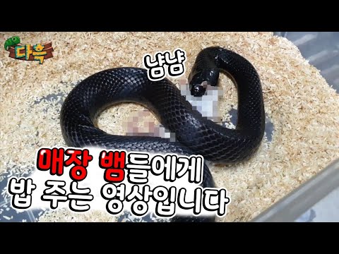 (못보시는분은 뒤로가기) 매장 뱀들에게 먹이주는날입니다